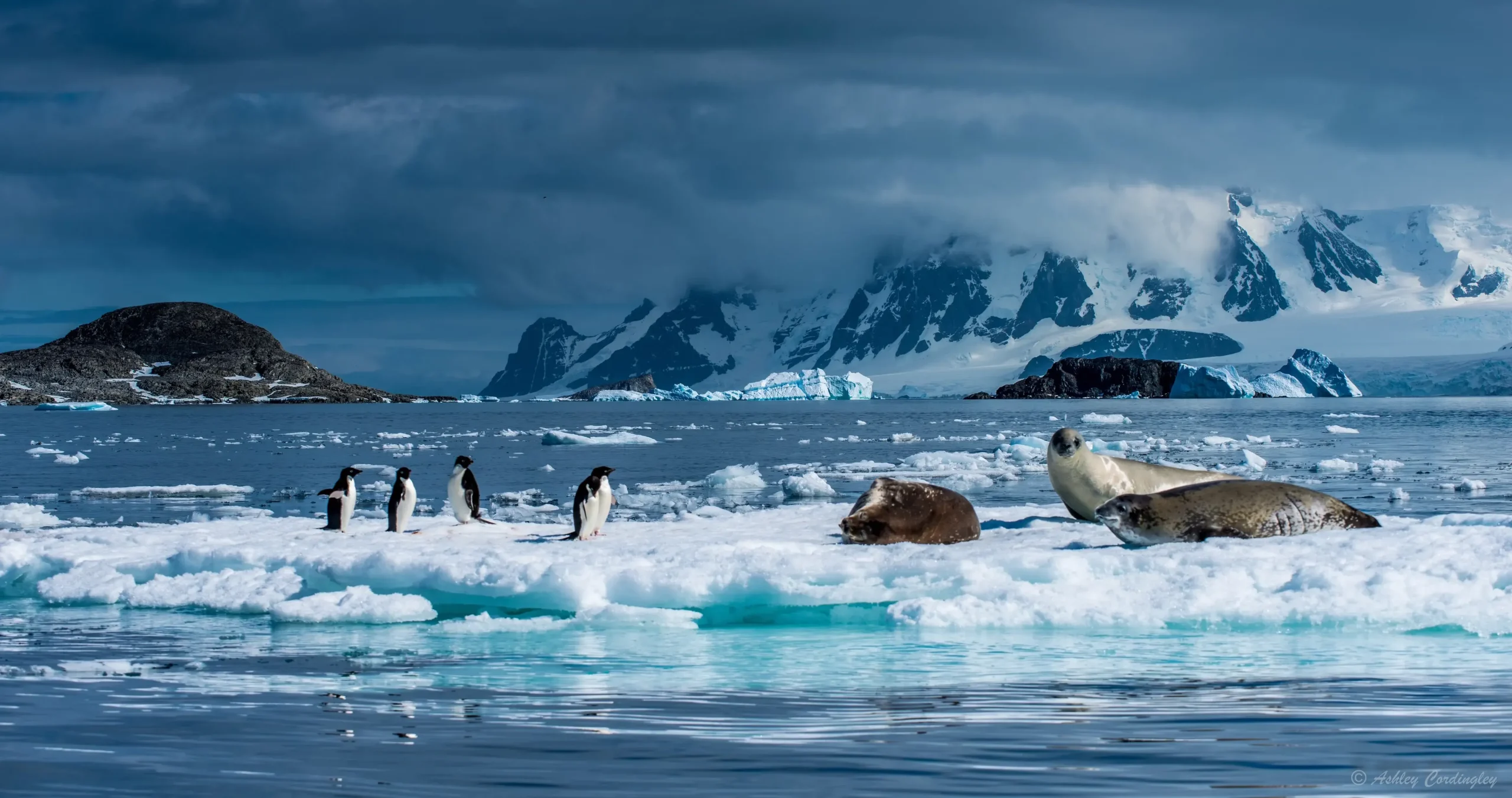 ANTARCTICA_BOAT_CRUISES_SLIDER_IMAGE_ALL_MAMMALS_WORLD_EXPLORER