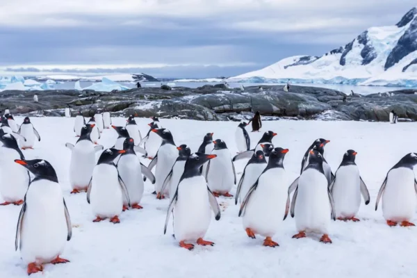 ANTARCTICA_BOAT_CRUISES_SLIDER_IMAGE_PENGUINS_SILVER_WIND