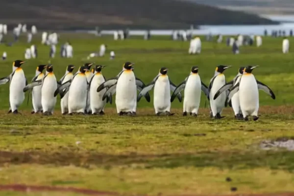 Antarctic_Penguins_Summer