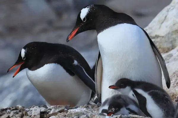 Antarctica_gentoo_penguins-adults_and_chicks-