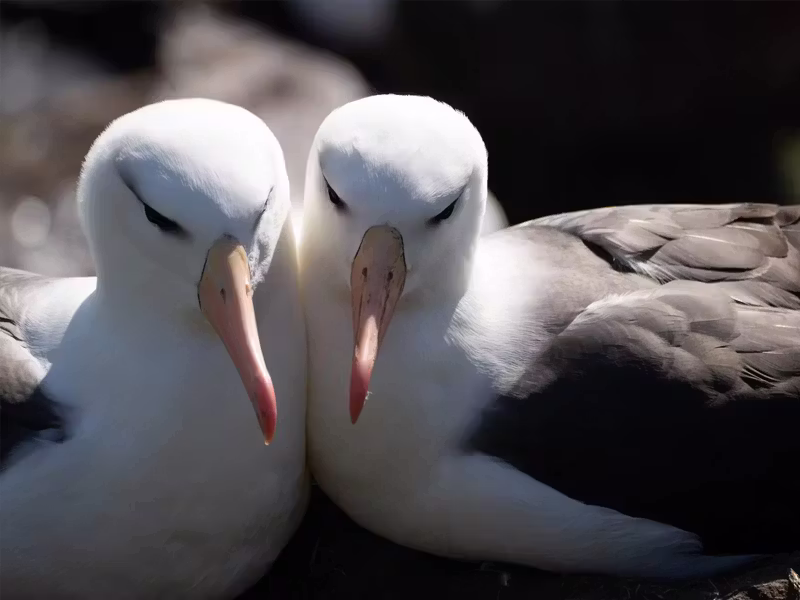 FALKLAND ISLANDS birdlife Antractica 21