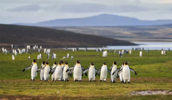 FALKLAND ISLANDS penguins Antarctica 21