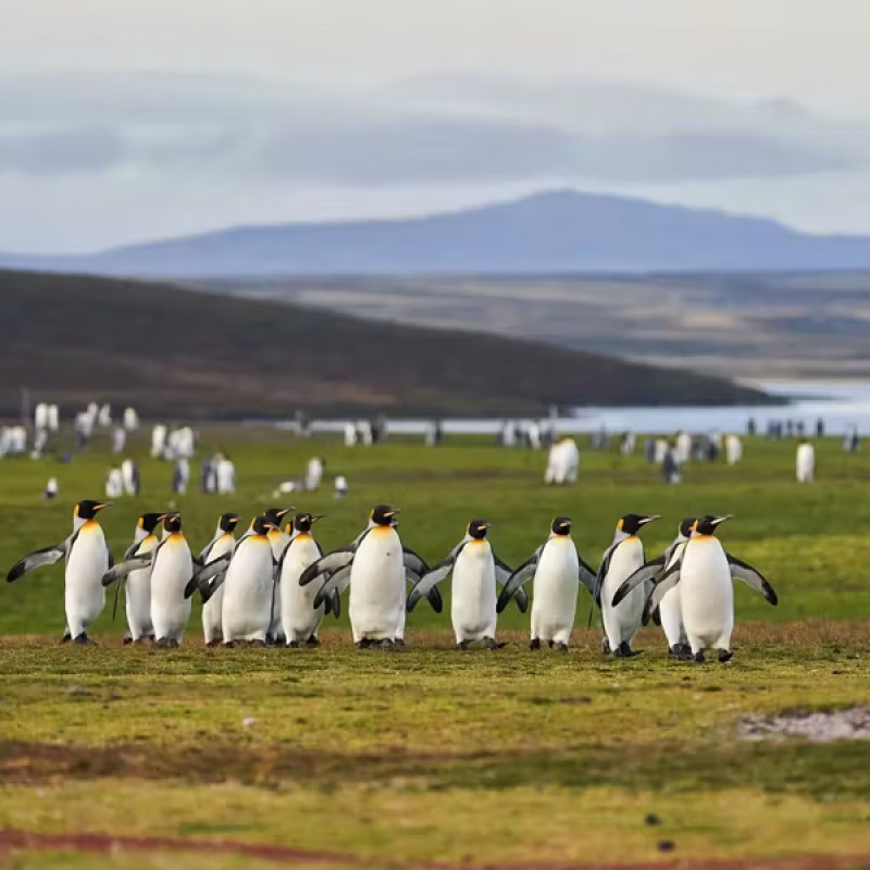 FALKLAND ISLANDS penguins Antarctica 21