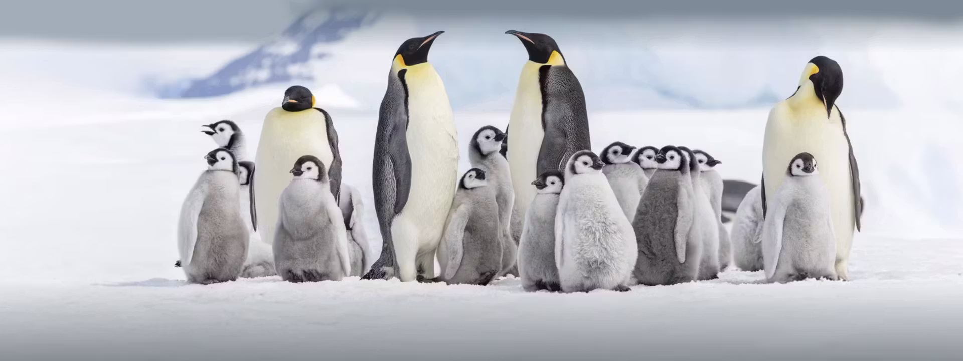 FALKLANDS penguins slider