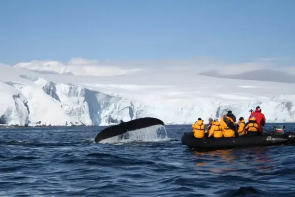Humpback_Sighting_Melchiors_world-explorer