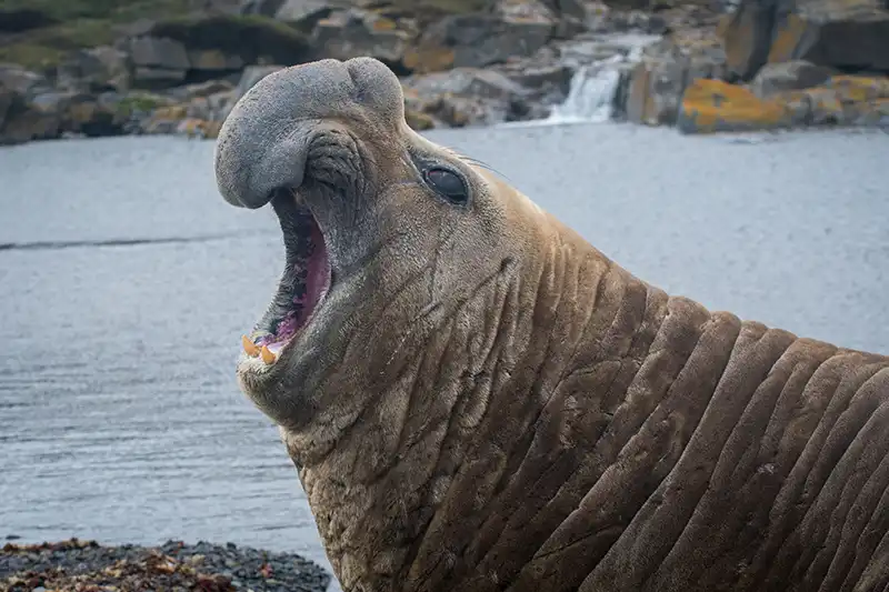 Kerguelen_Islands_Southern_elephant_seal