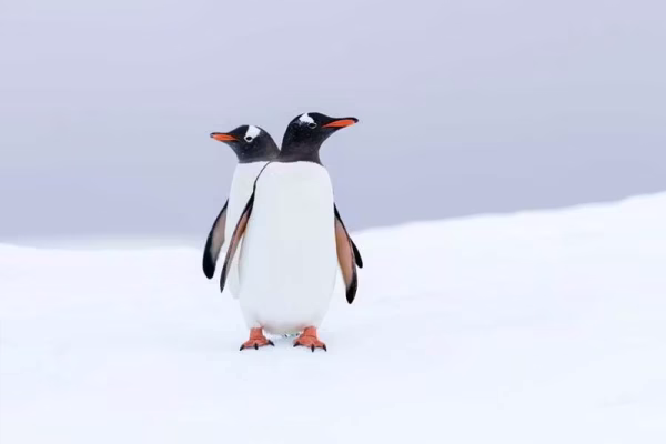 NG ORION Antarctic penguins on ice