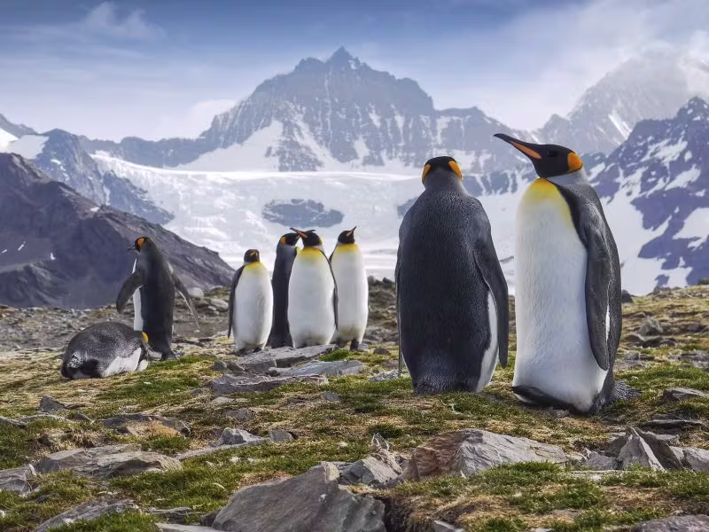 OCEAN ALBATROS Penguins and landscape