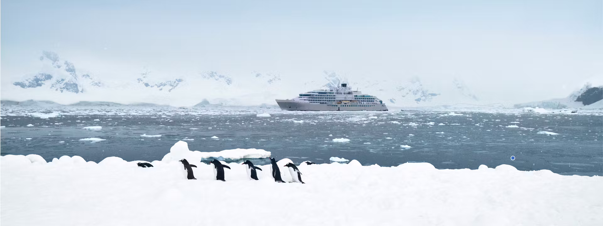 SILVER ENDEAVOUR side profile penguins