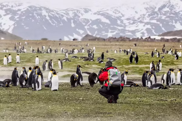 SOUTH GEORGIA penguins photography close up