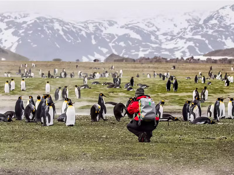 SOUTH GEORGIA penguins photography close up
