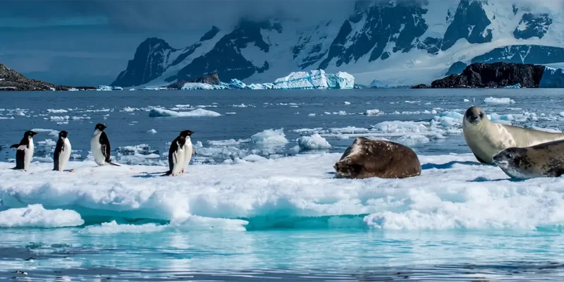 WILDLIFE-IN-ANTARCTICA-HEADER-IMAGE-PENGUINS-SEALS WILDLIFE-IN-ANTARCTICA-HEADER-IMAGE-PENGUINS-SEALS