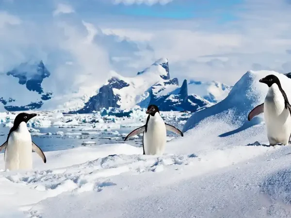 WILDLIFE_IN_ANTARCTICA_Adelie_penguins_in_the_South_Shetland_Islands