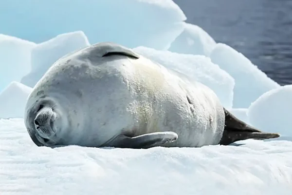 WILDLIFE_IN_ANTARCTICA_Crabeater_Seal_in_Pléneau_Bay_Antarctica