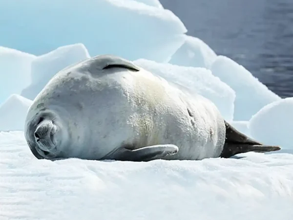 WILDLIFE_IN_ANTARCTICA_Crabeater_Seal_in_Pléneau_Bay_Antarctica
