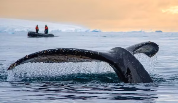 WILDLIFE_IN_ANTARCTICA_Whale-breach-tail-zodiac-