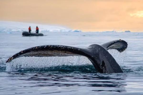 WILDLIFE_IN_ANTARCTICA_Whale-breach-tail-zodiac-