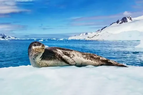 WILDLIFE_IN_ANTARCTICA_leopard_Seals