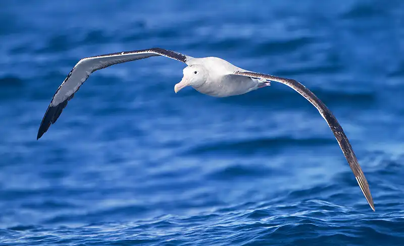 Wildlife_in_Antarctica_Albatross_Diomedea_exulans_in_flight_-_SE_Tasmania