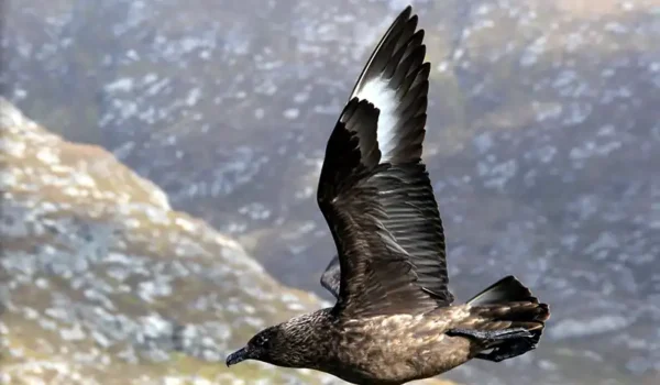 Wildlife_in_Antarctica_Stercorarius_skua_collage,_Runde,_Norway_06-06