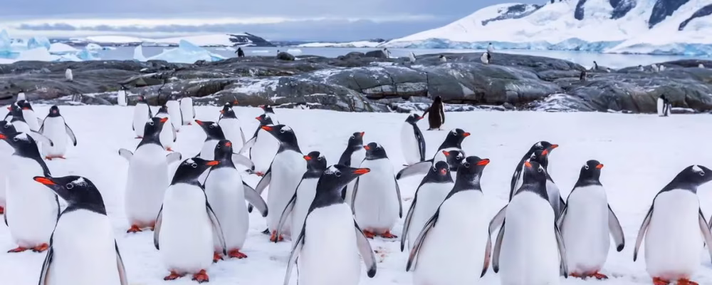 Classic Antarctic Peninsula Expedition_TOURS