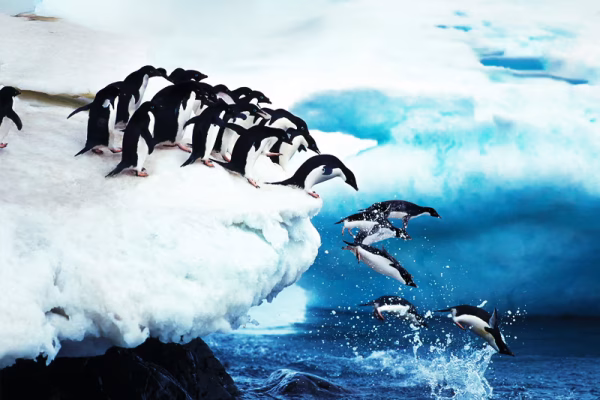 Life_On_Board_World_Navigator_King_George_Island_penguins