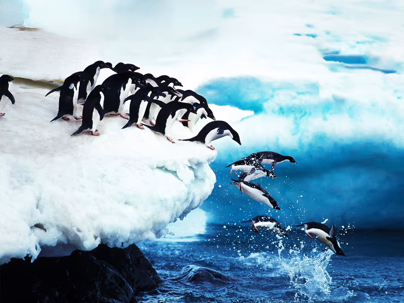 Life_On_Board_World_Navigator_King_George_Island_penguins