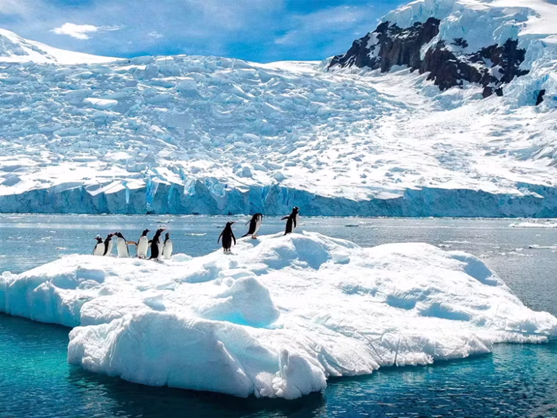 ANTARCTICA CRUISE GUIDE-WILDLIFE
