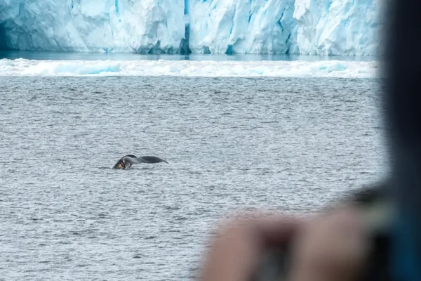 Antarctica Wildlife_Whale-watching