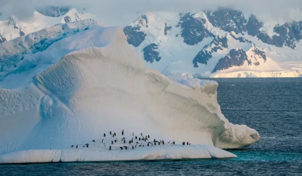 Danco-Island-Highlights of Antarctica Cruise
