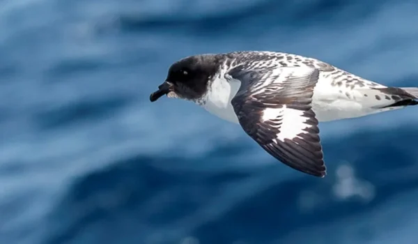 birds-the-drake-passage-Highlights of Antarctica Cruise