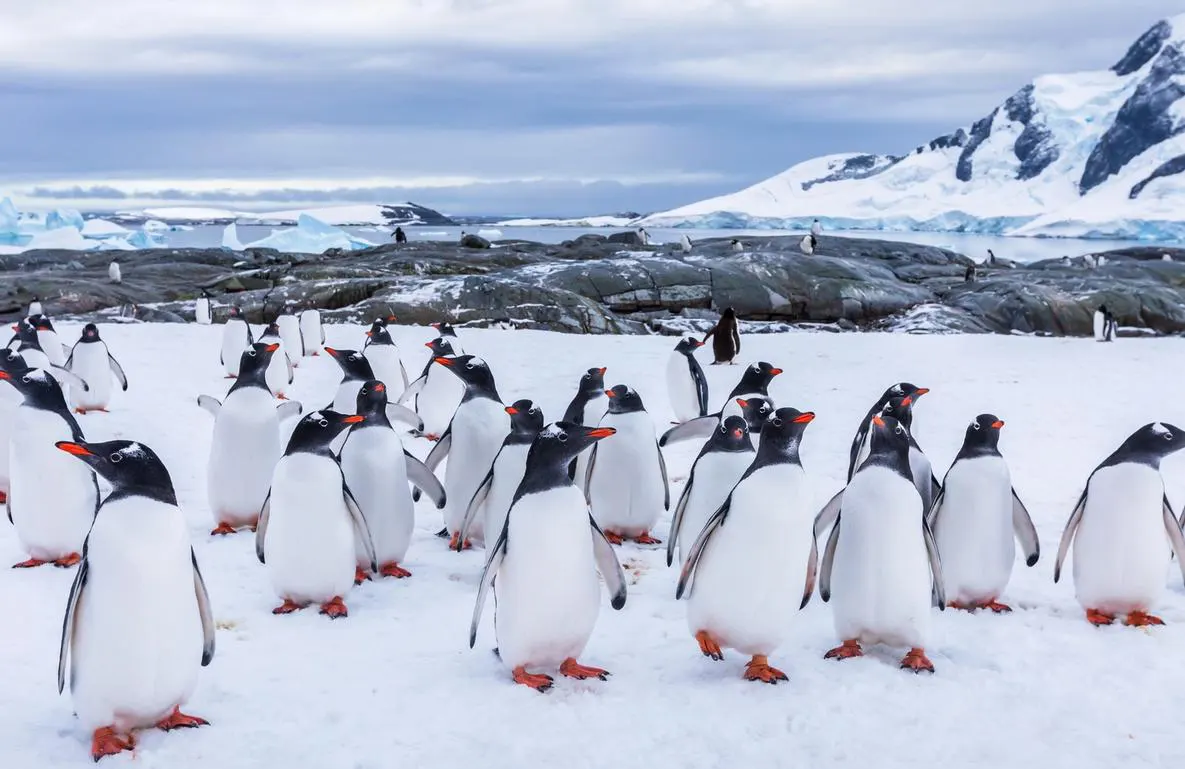 Antarctica Cruises & Expedition Deals BlueSun Travel